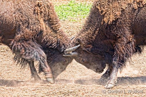 Headbutting Bison_25002.jpg - Photographed near Perth, Ontario, Canada.